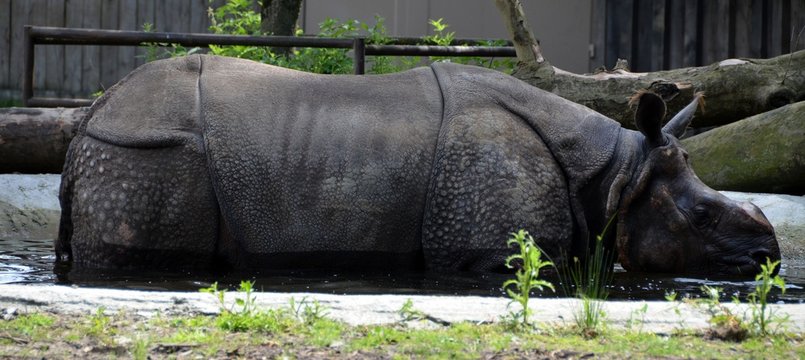 Rhinoceros in a bassin