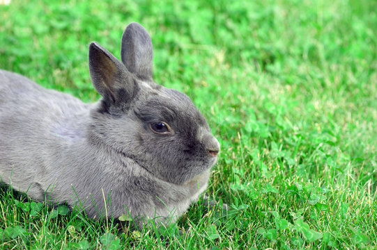 Rabbit bunny in green grass