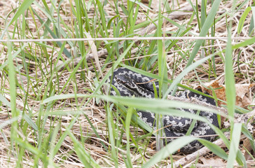 Common adder or viper on grass