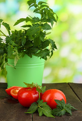 Fresh tomatoes and young plant in bucket