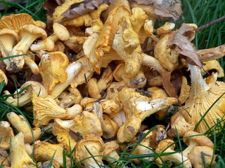 cueillette de girolle