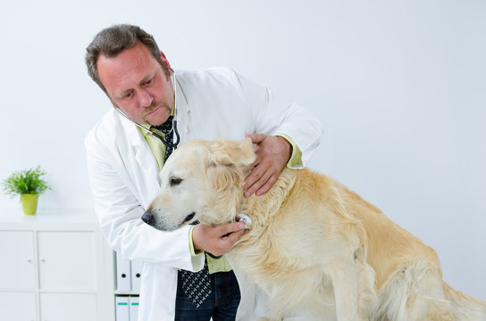 freundlicher tierarzt horcht hund ab