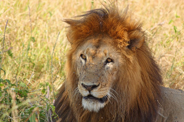 Obraz na płótnie Canvas Portrait of a male lion