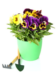 Beautiful pansies flowers isolated on a white
