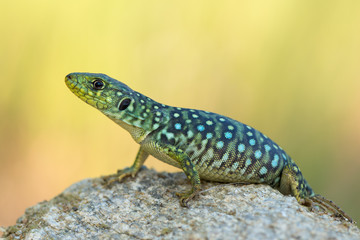 Timon lepidus