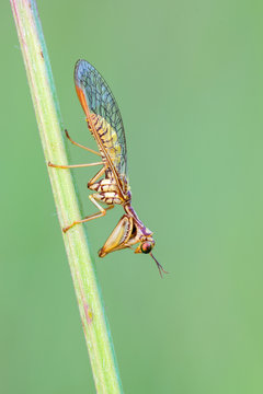 Mantispa aphavexelte