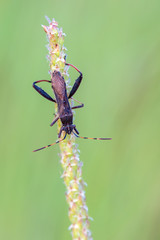 broad-headed bug