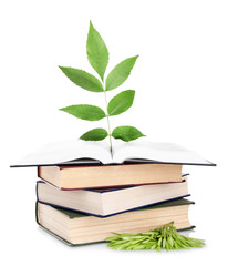 Books with plant isolated on white
