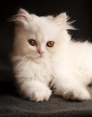 Adorable white Persian kitten