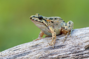 Tyrrhenian Painted Frog