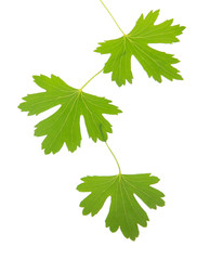 Green leaves isolated on white