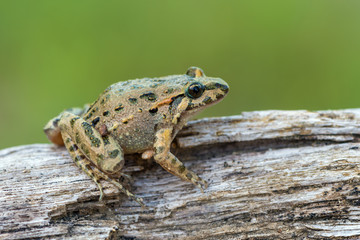 Tyrrhenian Painted Frog