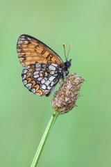 Melitaea sp.