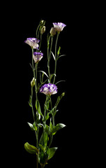 Obraz premium Eustoma