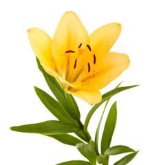 Beautiful orange lilies, isolated on white