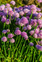 Obraz premium Chives in bloom with purple flowers