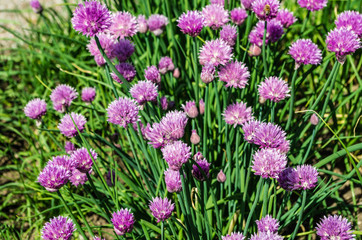 Fototapeta premium Chives in bloom with purple flowers