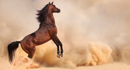 Papier Peint photo autocollant Sécheresse Arabian horse running out of the Desert Storm