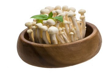 Japan mushroom Shimeji