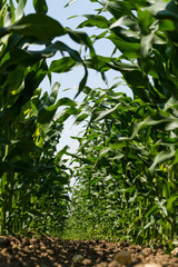 Maize field in spring © Arpad