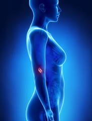 Female ADRENAL anatomy x-ray left view