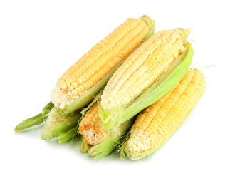 Fresh corn vegetable isolated on white