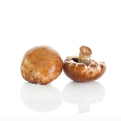mushroom  isolated on white background.