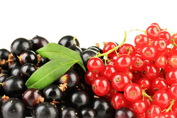 Red and black currant isolated on white