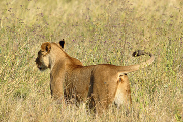 Lioness from behind