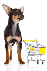 chihuahua with shopping trolly isolated on white background