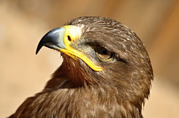 eagle