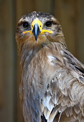 kestrel