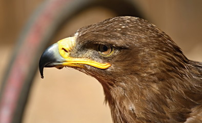 eagle