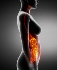 Female STOMACH and LUNGS anatomy x-ray left view