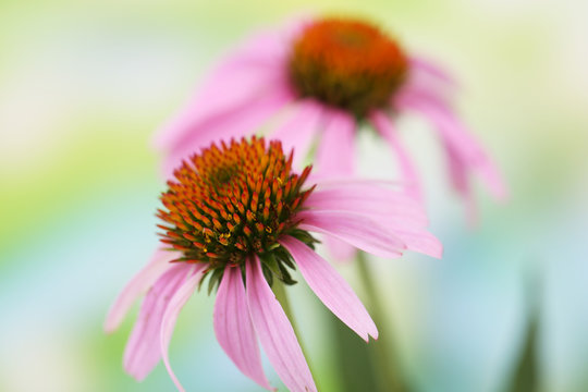 Echinacea flowers, outdoors