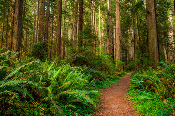 Ścieżka w lesie Redwood