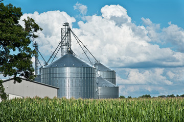 Farm grain bins / silos with cornfield and sky © Carl53