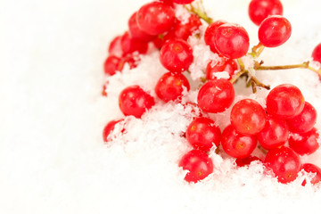 ripe viburnum in the snow close-up