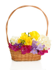 Fototapeta na wymiar Beautiful bouquet of freesias in basket, isolated on white