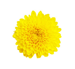 Yellow chrysanthemum flower  isolated on white background , with
