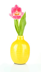 Pink tulip in bright vase, isolated on white