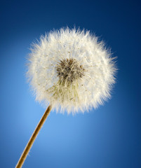Fototapeta premium Beautiful dandelion with seeds on blue background