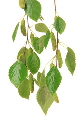 Green birch leaves isolated on white