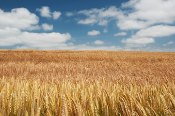 Wheat field and blue sky with clouds