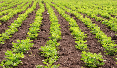 rows of peanut plants