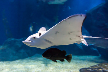 Eagle stingray