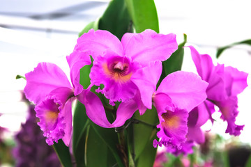  Pink orchid