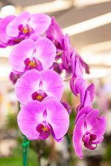 Fototapeta na wymiar Purple orchid bunch