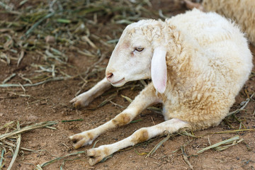Obraz premium sheep in fram meadow