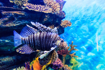 Lionfish under the water